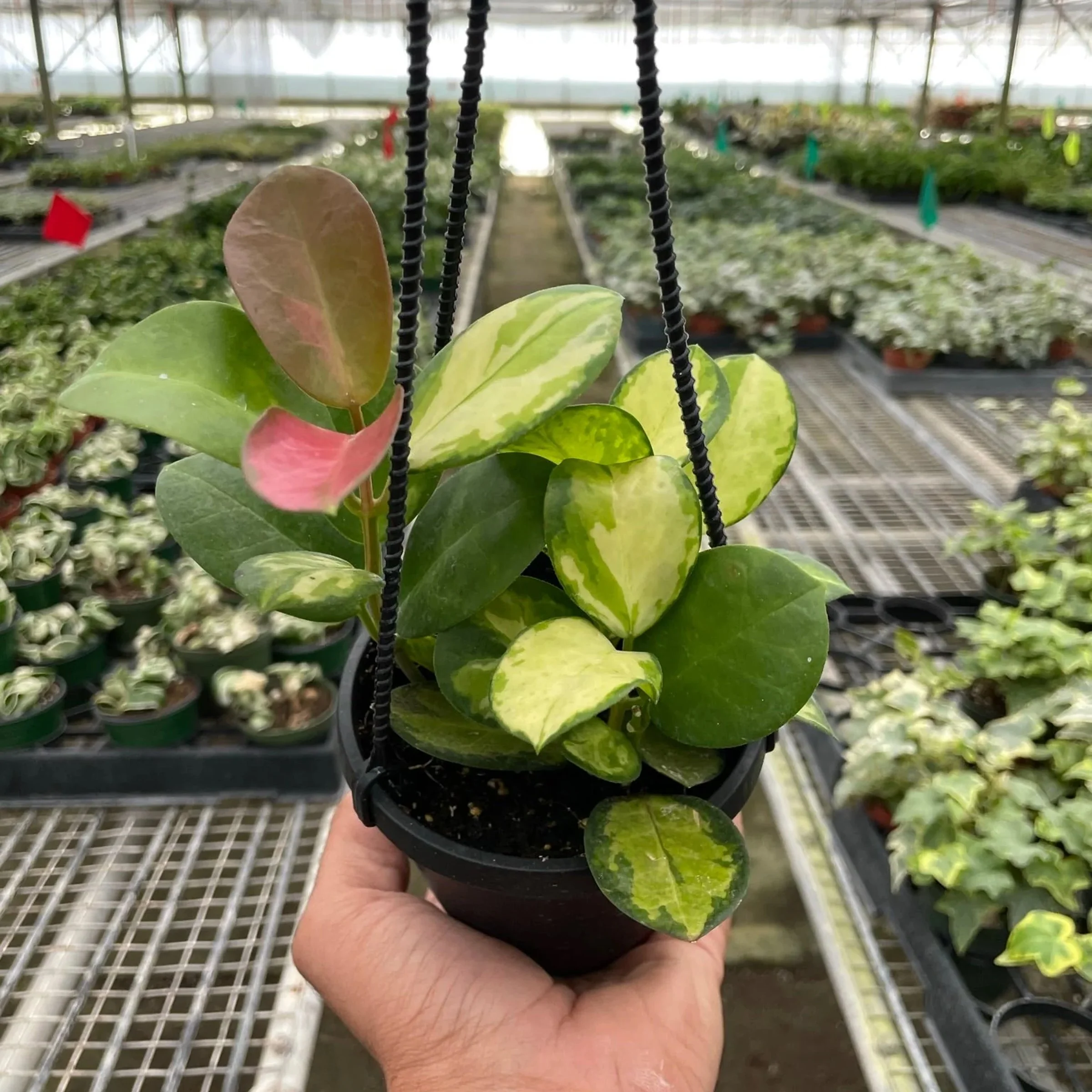 Hoya Australis 'Lisa' — Aloha Plant Life